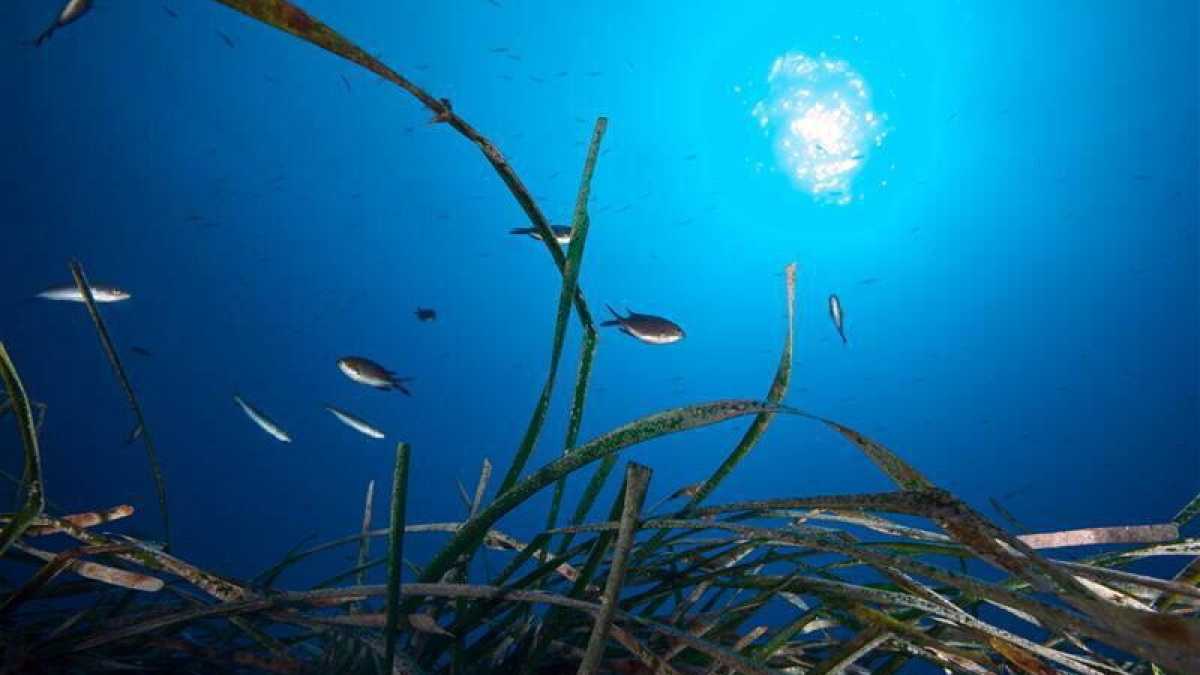 Immagine di In Australia una pianta ibrida di Posidonia mostra come funziona l'evoluzione