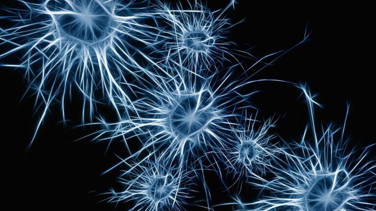 Immagine di I "neuroni della febbre": lo studio che svela i legami tra cervello e sistema immunitario