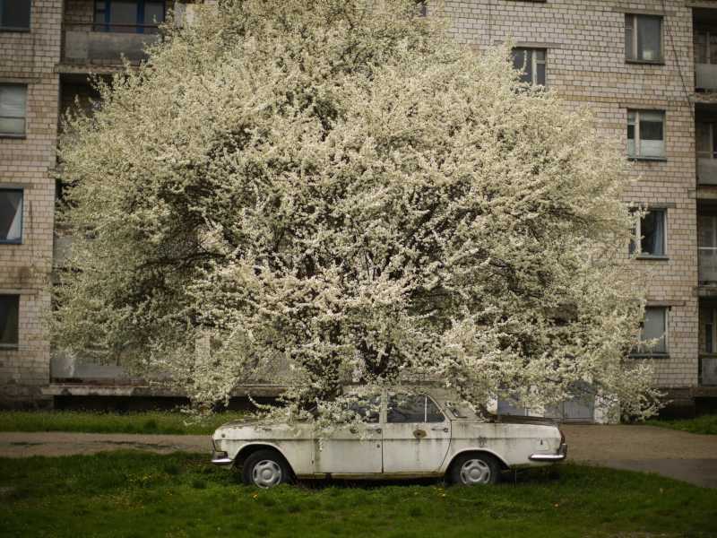 Un’automobile abbandonata sotto un albero in fiore a Chernobyl, aprile di quest’anno (LaPresse) <br />