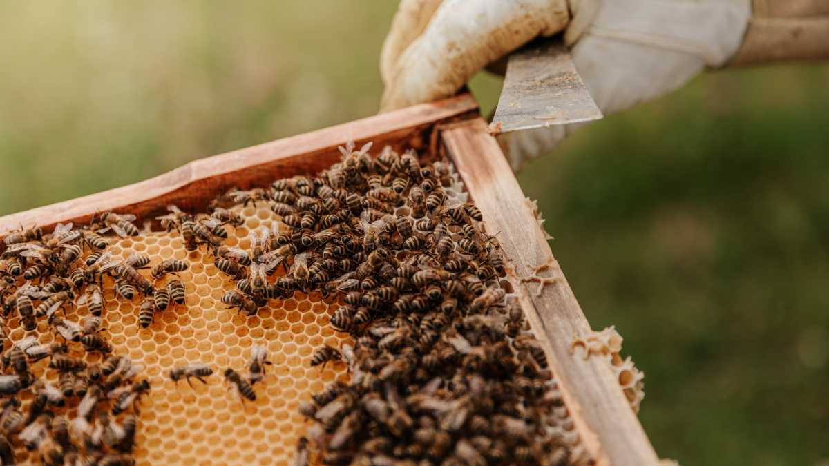 Immagine di In California gli animali si proteggono cambiandone l'identità