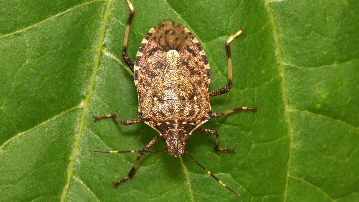 Immagine di Vespe samurai contro cimici asiatiche? No, ecco come fare lotta biologica con intelligenza
