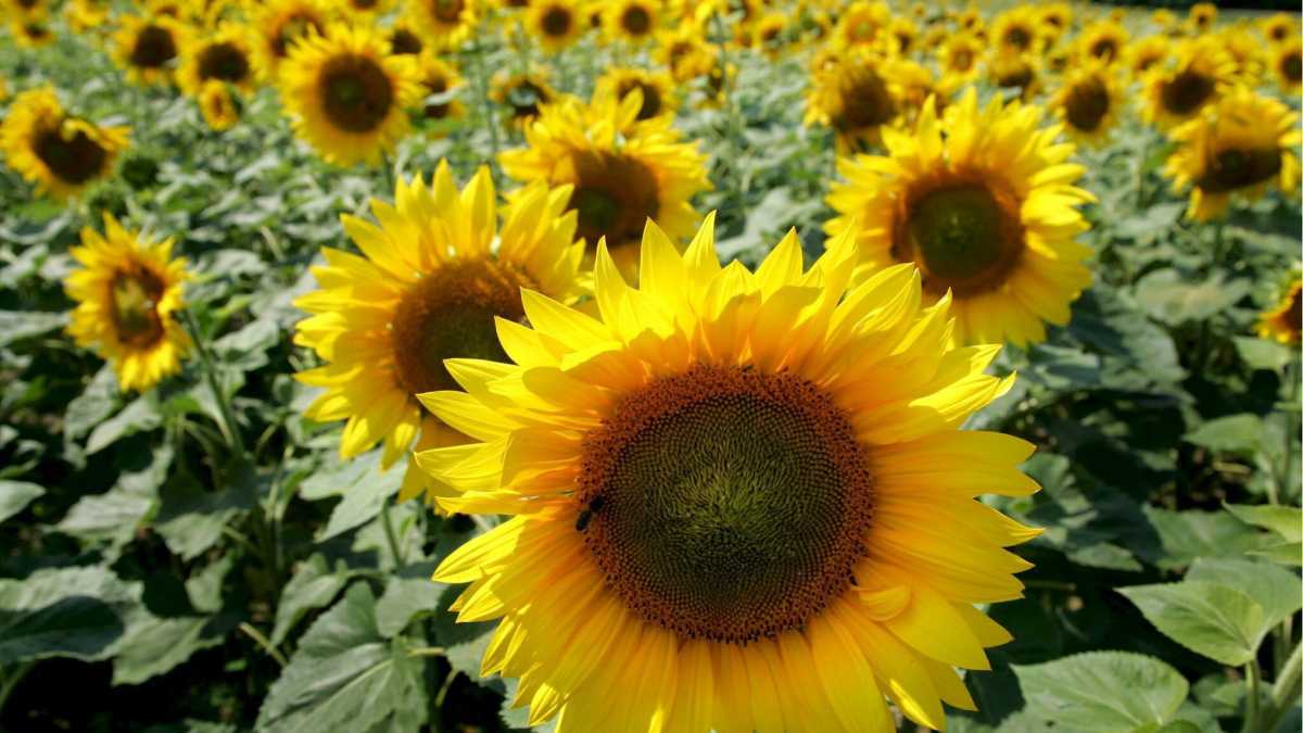 Immagine di Evviva l'olio di palma