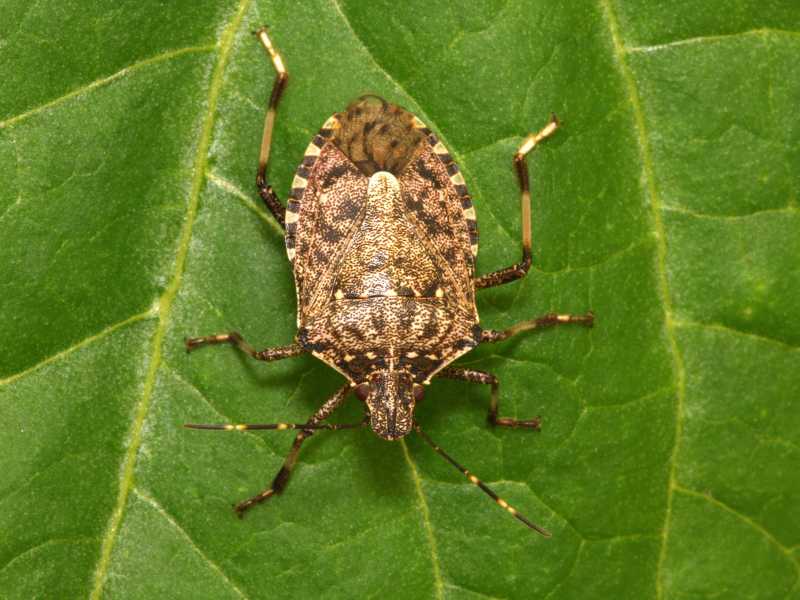 Halyomorpha halys (wikipedia) <br />