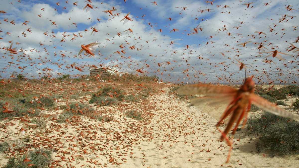 Immagine di Pandemia, guerra, fame, siccità. Sembrano le piaghe d’Egitto. Ma ci salveremo