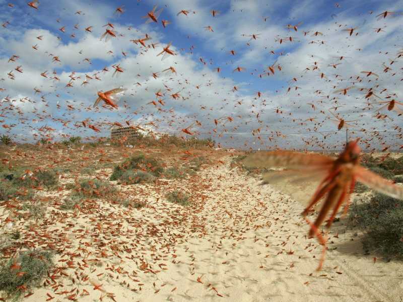 Pandemia, guerra, fame, siccità. Sembrano le piaghe d’Egitto. Ma ci salveremo