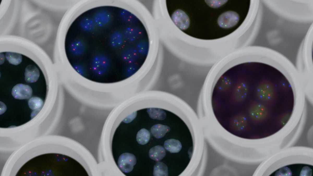 Immagine di Gli Ogm artificiali sono niente in confronto a quelli prodotti dalla natura