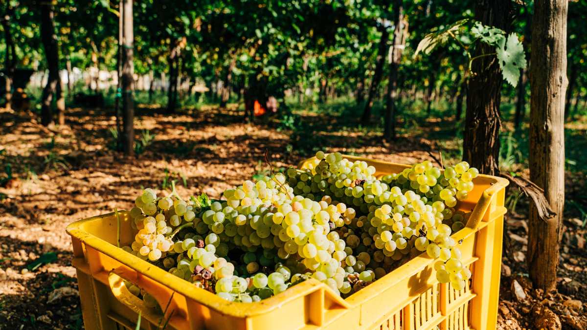 Immagine di Godersi un primitivo ricavato dai grappoli di germogli. A dispetto di Desiati