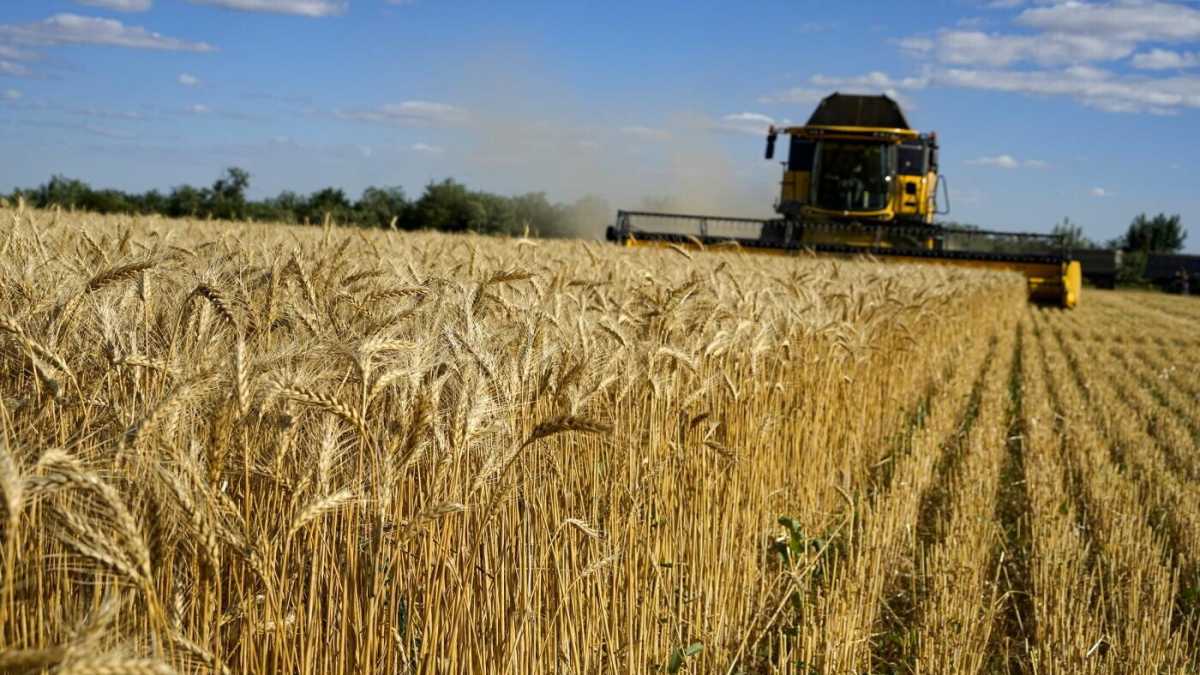 Immagine di Salvare il grano con il capitalismo
