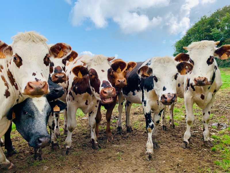 Lo sciopero della sete delle mucche e le sue conseguenze