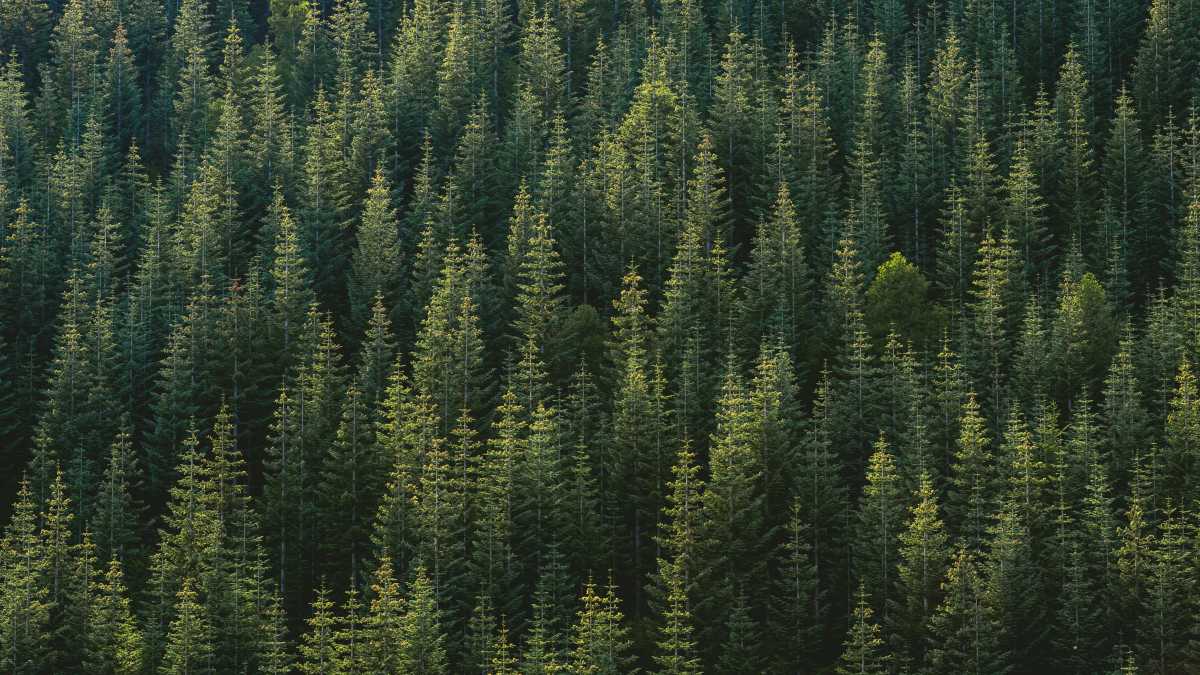 Immagine di Un milione di alberi. Chi offre di più in questa campagna elettorale?