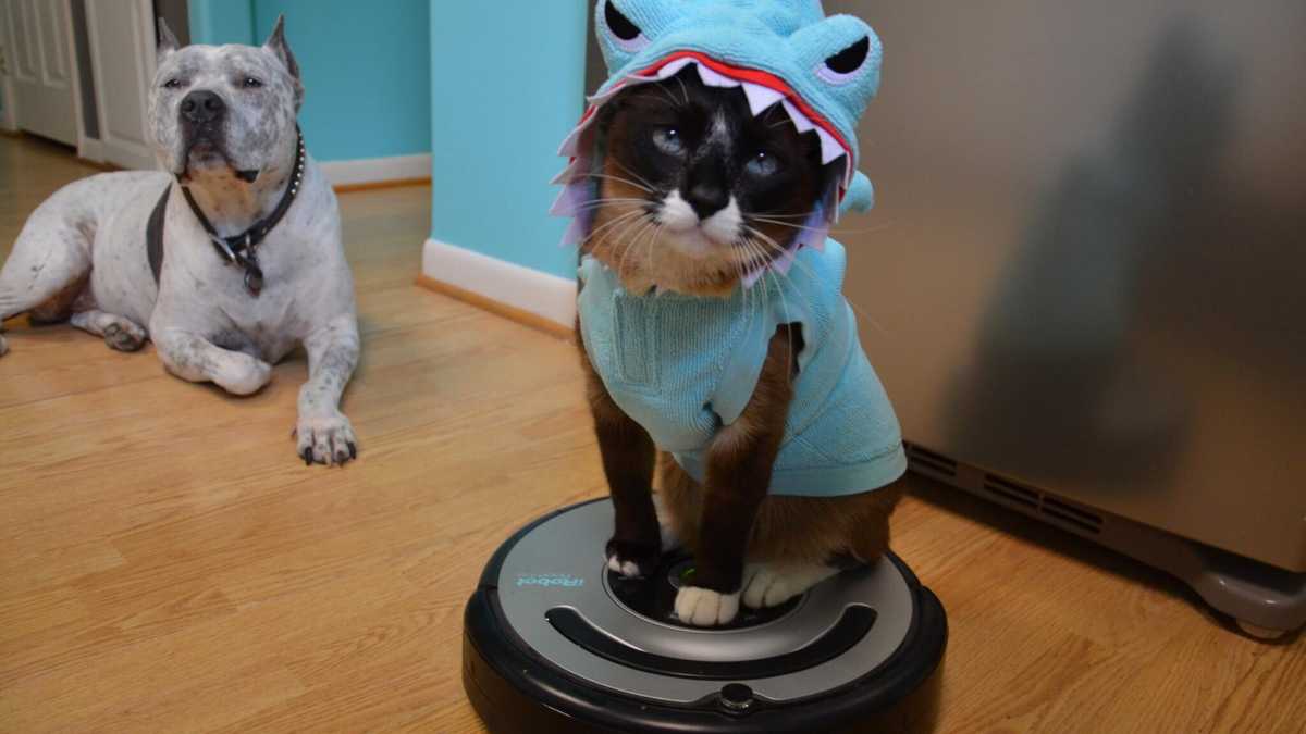 Immagine di Amazon ha comprato i robot-aspirapolvere Roomba. I complottisti per una volta restano perplessi