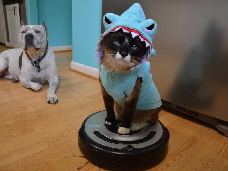 Max "the Roomba shark cat", 17 anni, il pi&ugrave; longevo e celebre "gatto-squalo di Roomba", &egrave; morto nel 2017 (foto via Facebook)&nbsp;<br />