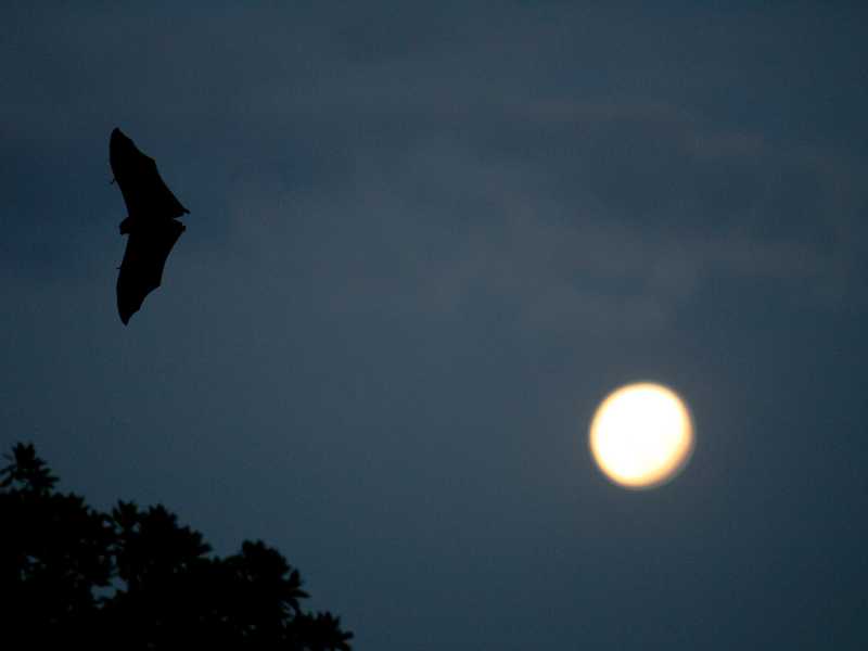 Un pipistrello mentre vola (Getty Images)