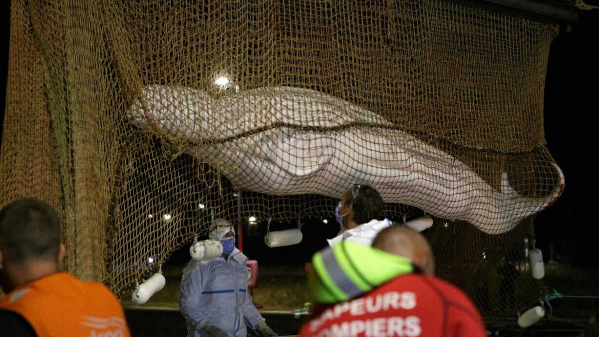 Immagine di Il nostro rapporto con gli animali, da un estremo all'altro