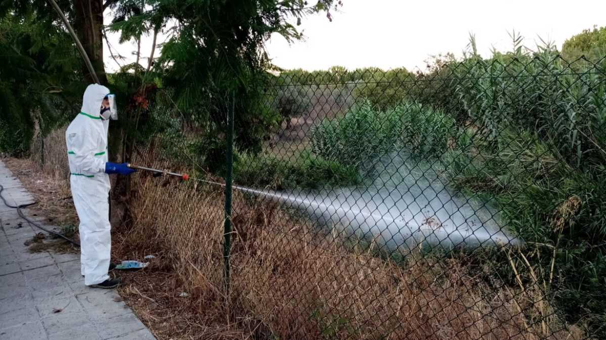 Immagine di Cos'è, che problemi può causare e dove si sta diffondendo la West Nile