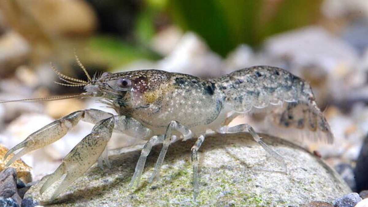 Immagine di Siamo uomini o gamberetti