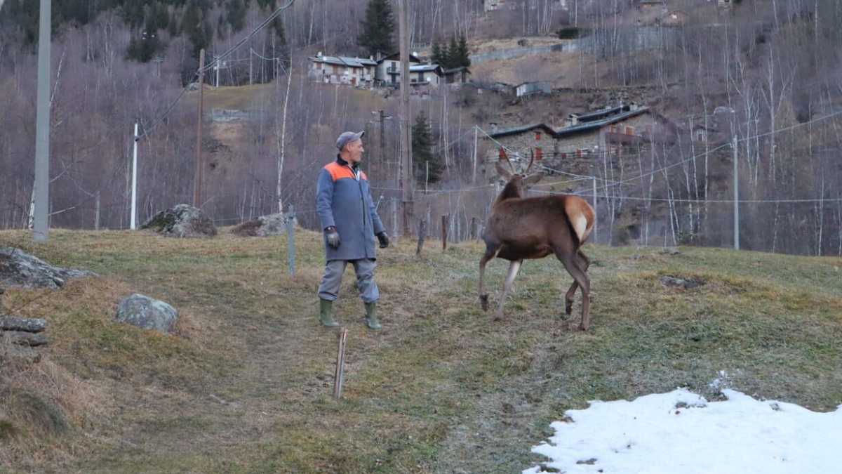 Immagine di Se il Bambi della Valmalenco potesse parlare