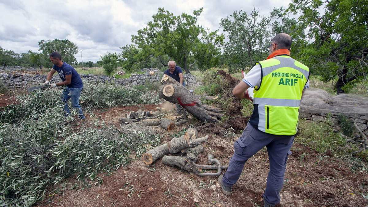 Immagine di Il Fatto diceva che il batterio della Xylella non uccide gli ulivi, ora dice che si può curare. Due cose non vere