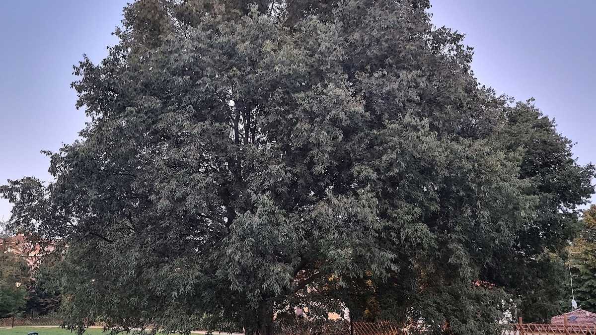 Immagine di L'ottima compagnia degli alberi