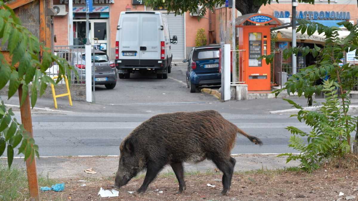 Immagine di Nuova stretta sui cinghiali nella Capitale. Pronto intervento ai cassonetti