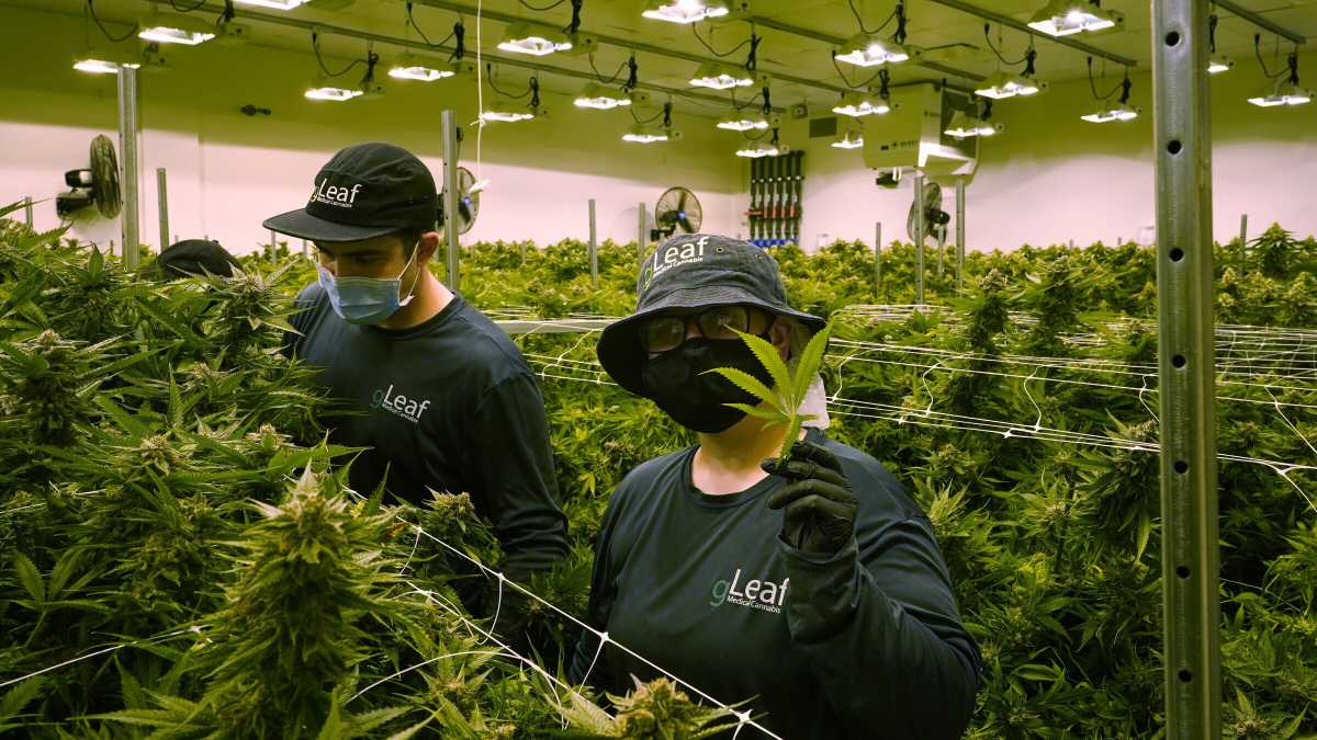Immagine di Perché Biden ha concesso la grazia a chi è in carcere per consumo e possesso di marijuana