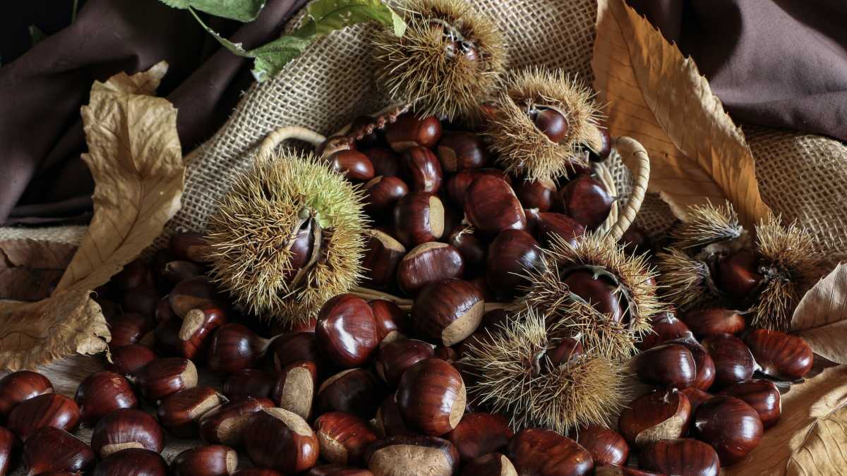 Immagine di Suggerimenti per un fine settimana nella Tuscia: cibo, boschi e sfilate in costume