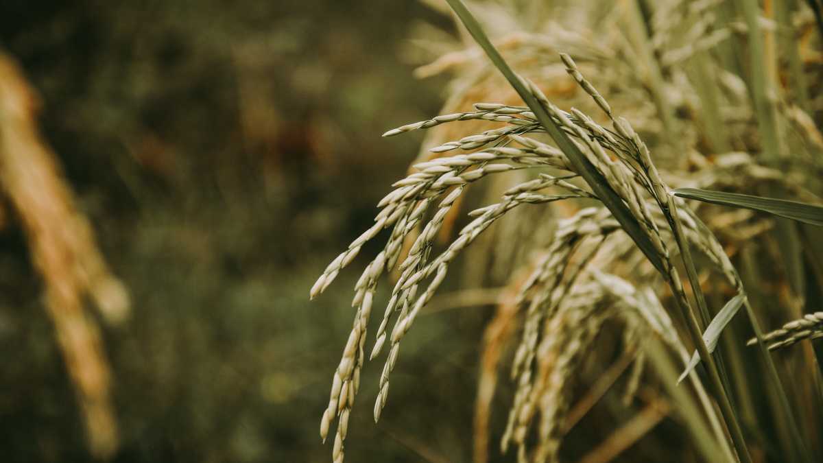 Immagine di Così l’Europa sta soffocando l’innovazione in agricoltura