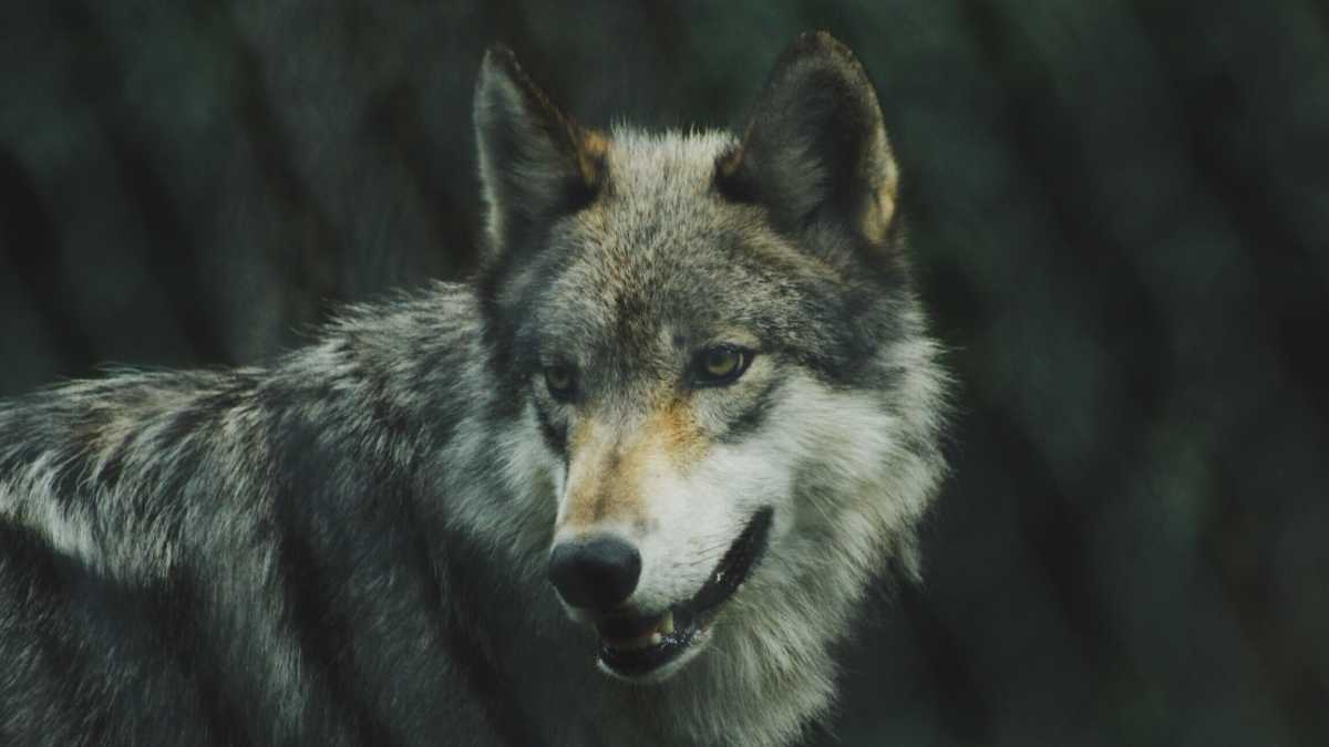 Immagine di Come i parassiti agiscono sulla sopravvivenza degli esemplari. L'esempio del lupo