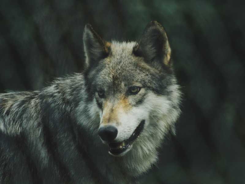 Foto di Michael LaRosa, via Unsplash&nbsp;<br />