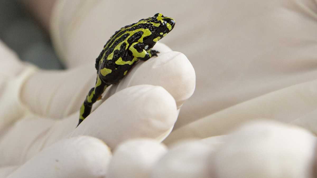 Immagine di La natura è geneticamente modificata