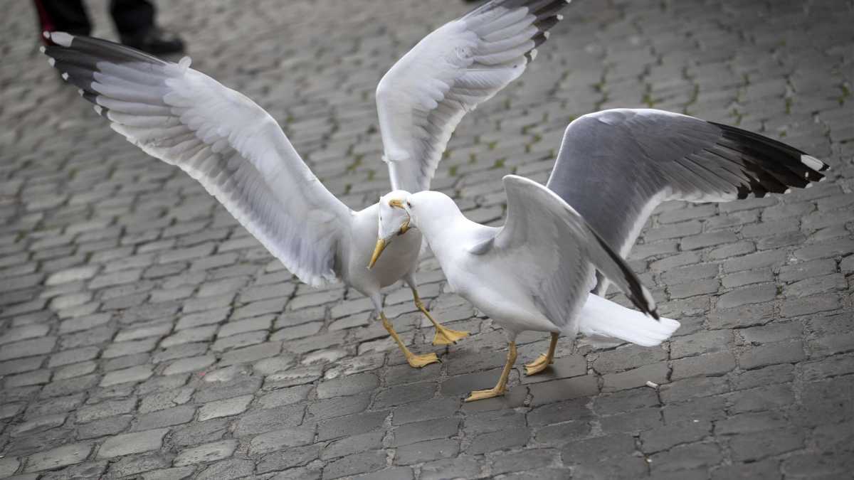 Immagine di Dopo il cinghiale, a Roma è l'èra del gabbiano bianco
