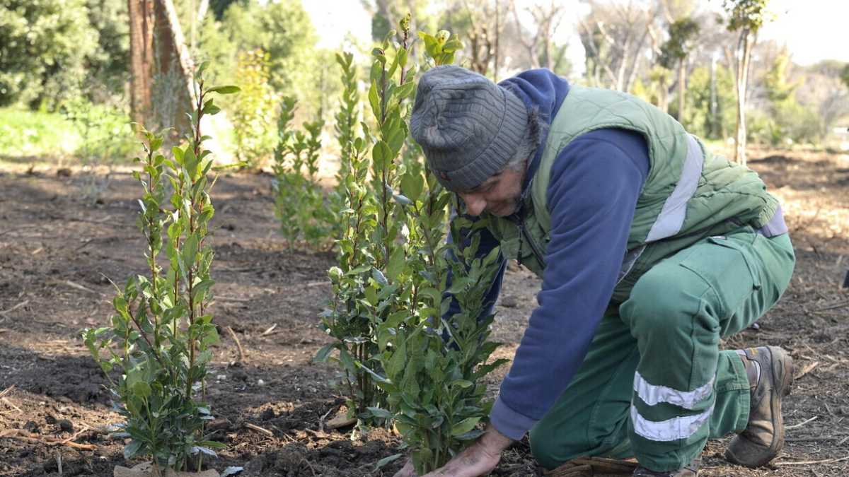 Immagine di Come tornare a piantare alberi in città: il successo di ReTree