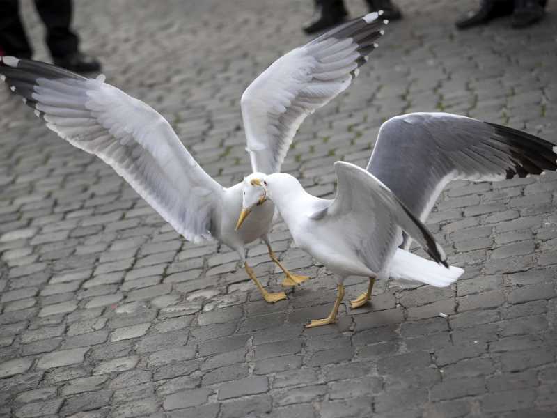 (foto Ansa)