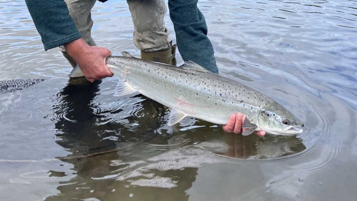 Immagine di Sul pesce la penso come i magnaccioni. E comunque meglio quello d'acqua dolce
