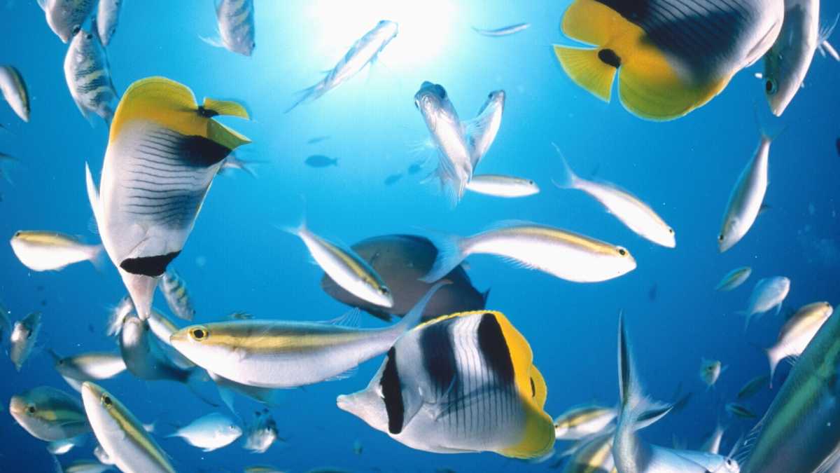 Immagine di Geopolitica dell’ambiente. Come integrare la natura nel nostro futuro
