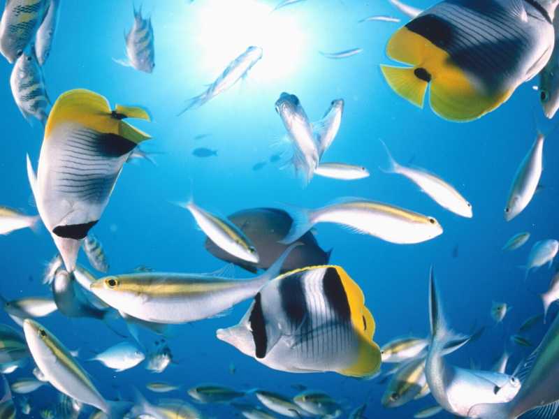 Geopolitica dell’ambiente. Come integrare la natura nel nostro futuro