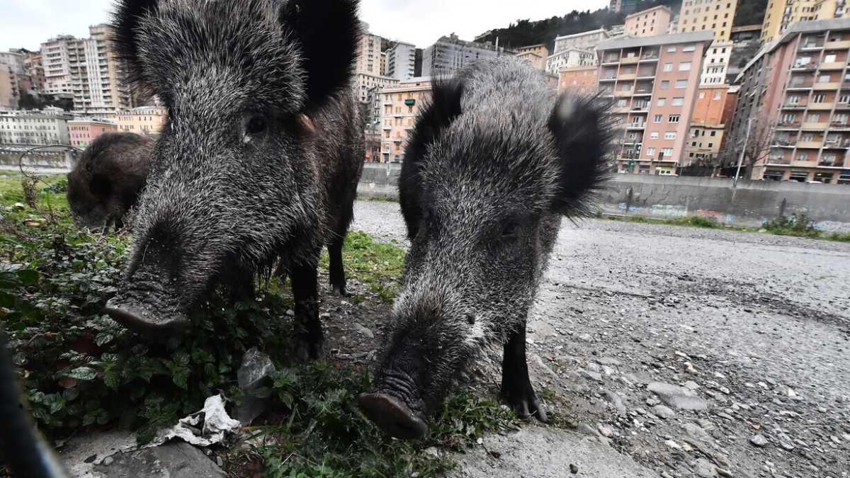 Immagine di Dal cassonetto alla tavola: ecco la norma mangia cinghiali