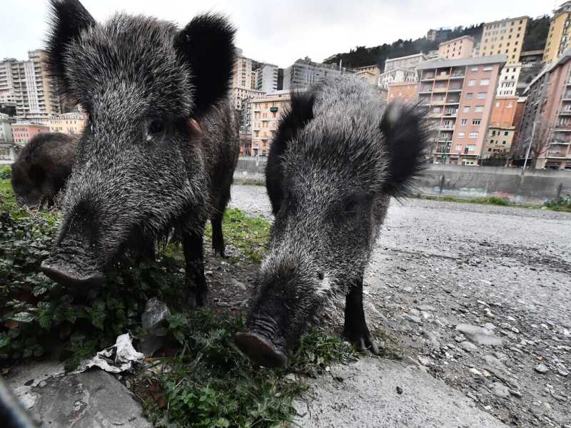 Dal cassonetto alla tavola: ecco la norma mangia cinghiali