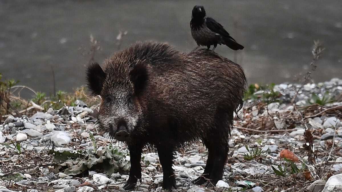 Immagine di Cinghiale in tangenziale. Consentire di cacciarlo in città sazia l’intelligenza del Partito della Realtà