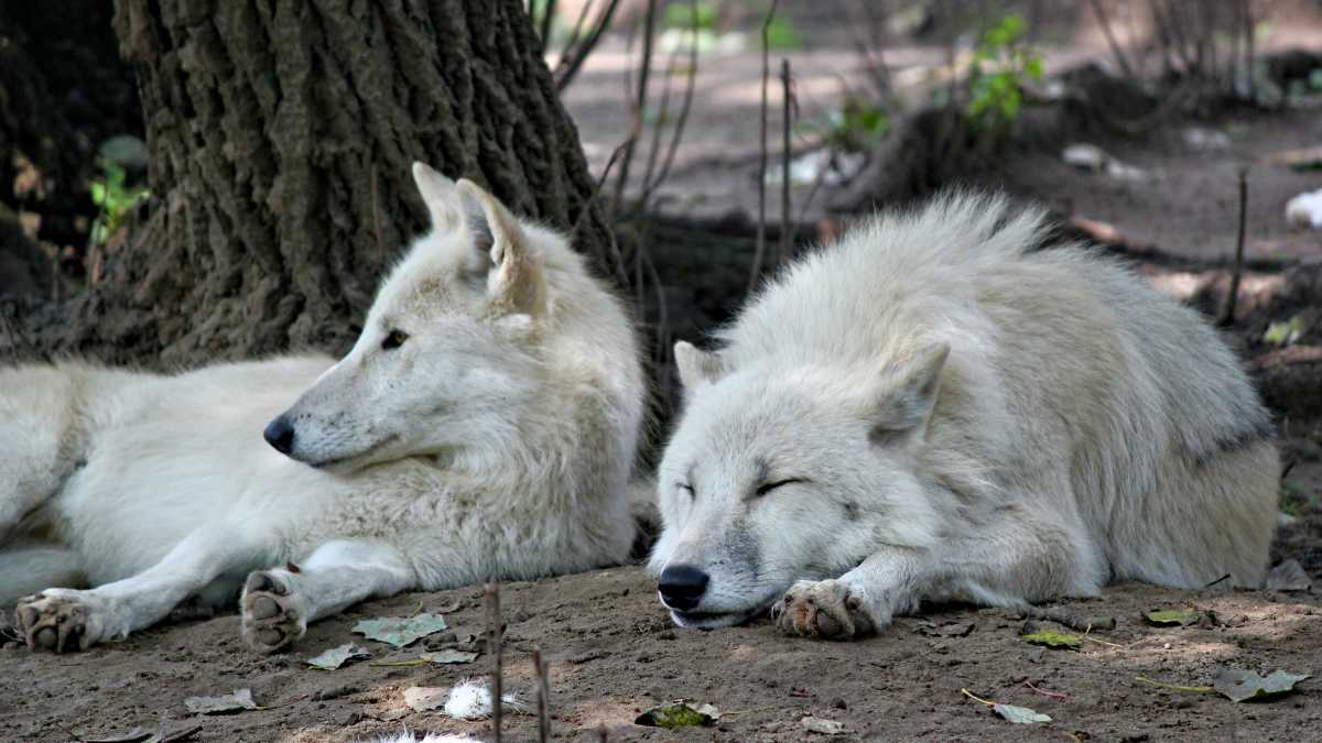 Immagine di La caccia ai lupi non risolve il problema. Vanno protetti