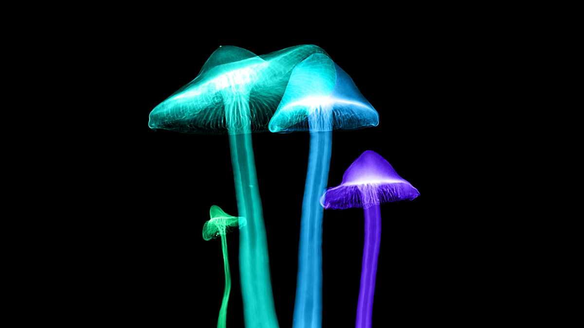 Immagine di Funghi e mitocondri. Novità dalla ricerca sull'invecchiamento