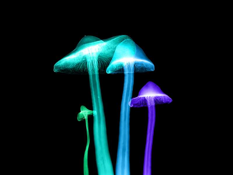 Funghi e mitocondri. Novità dalla ricerca sull'invecchiamento