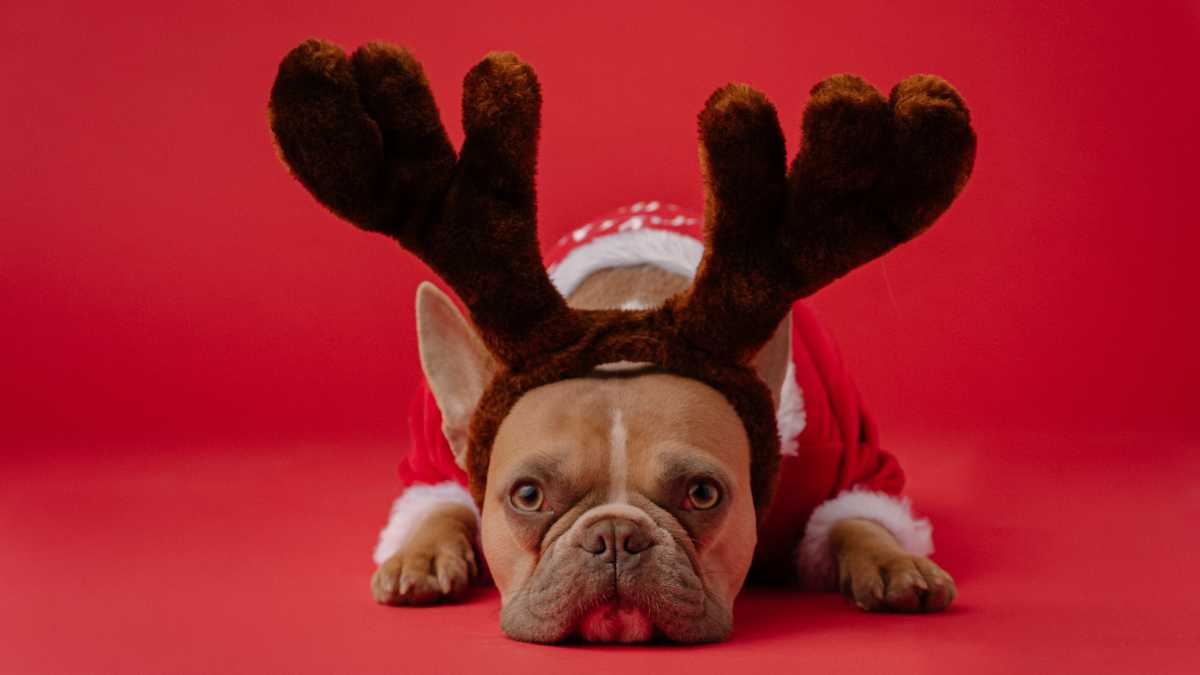 Immagine di Spero che l’Epifania si porti via anche il panettone per cani