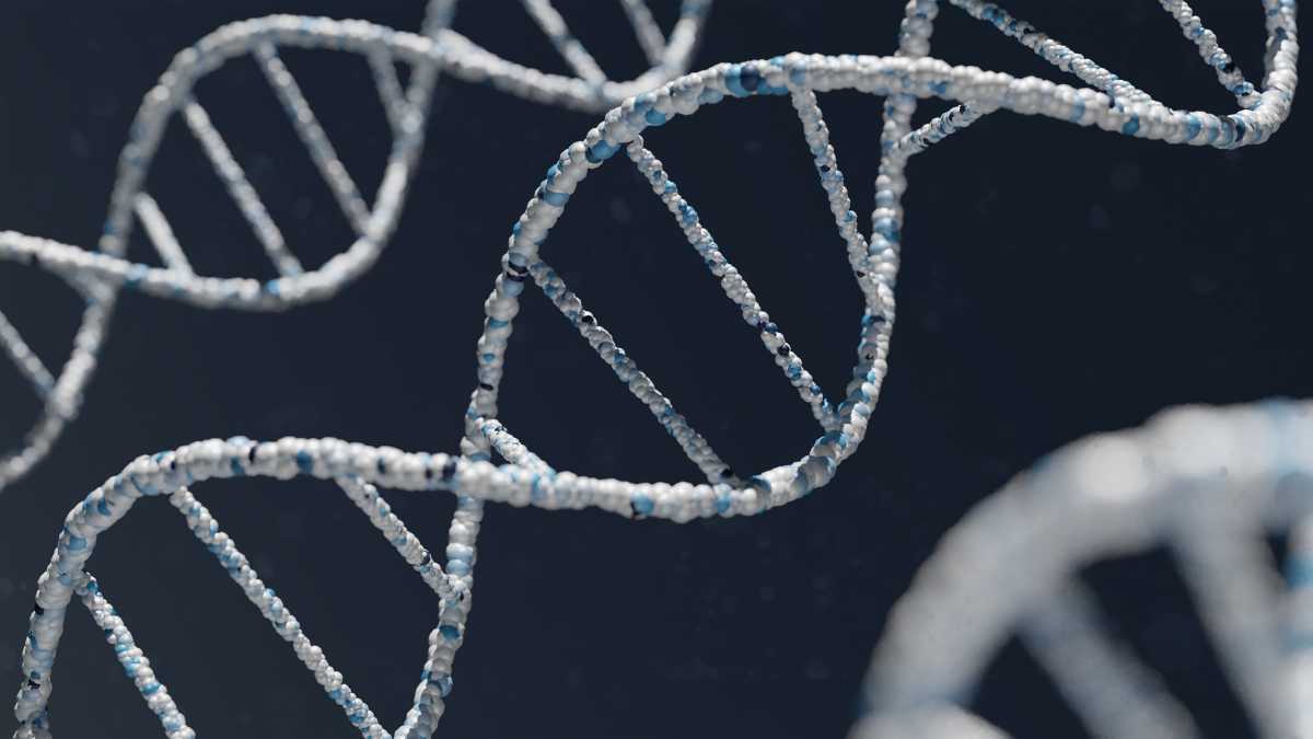 Immagine di Perché il "Dna spazzatura" è importante per l'evoluzione cognitiva dell'uomo