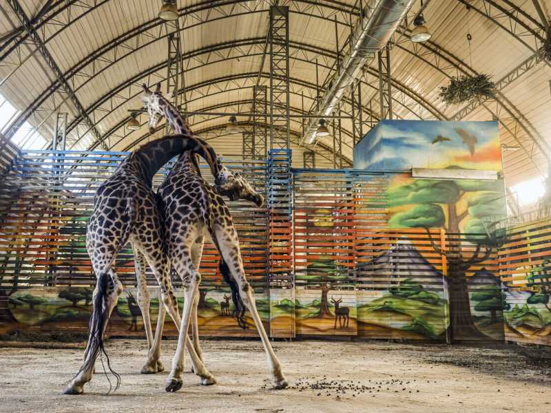 Le giraffe dello zoo di Mykolaiv (Ansa) 
