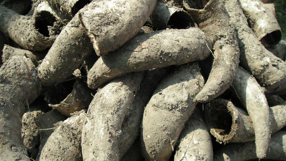 Immagine di Le università italiane smettano di legittimare la pseudoscienza biodinamica