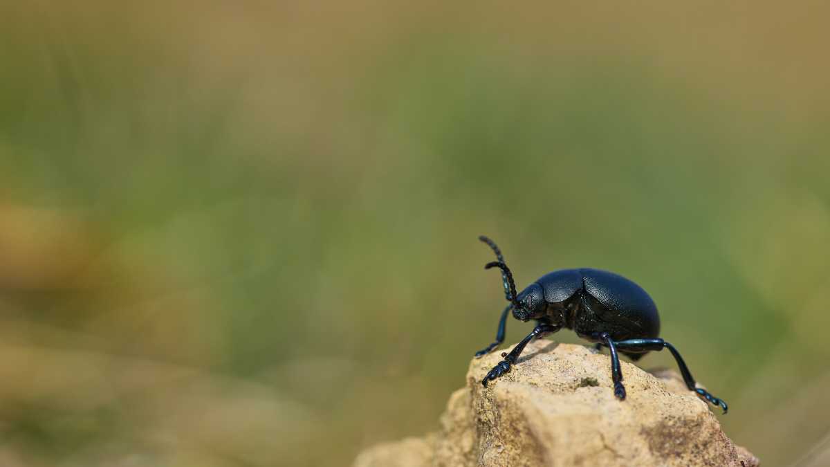 Immagine di Uno studio sui coleotteri spiega come le cure parentali influenzano l'evoluzione