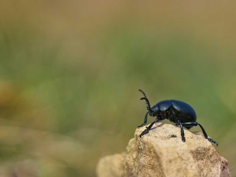 Foto di Wolfgang Hasselmann, via Unsplash <br />