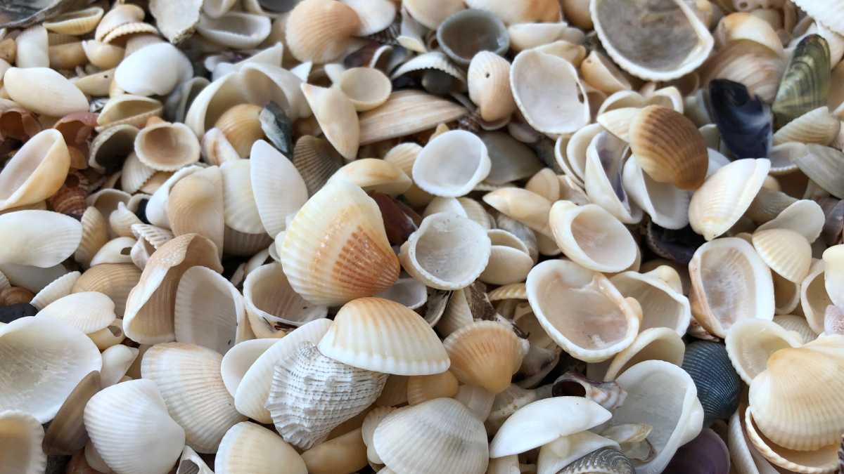 Immagine di Mi hanno pagato le azioni con conchiglie