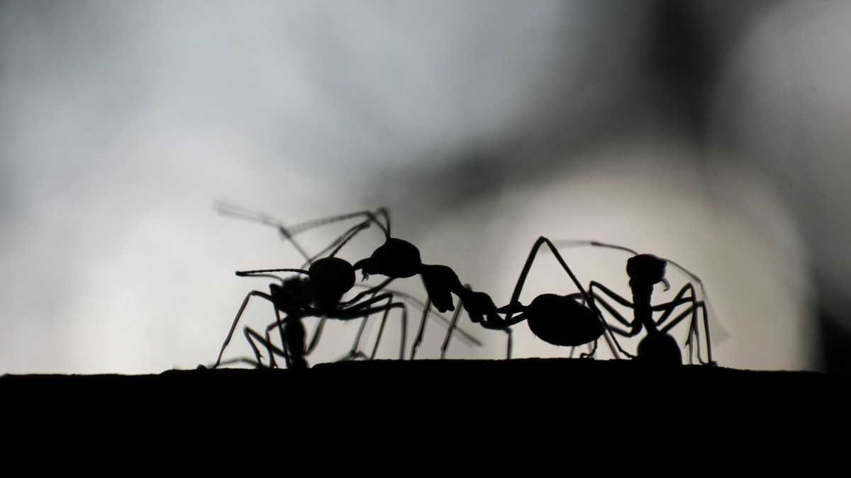 Immagine di Dalle formiche agli umani. Come la prevenzione influenza la riproduzione dei virus